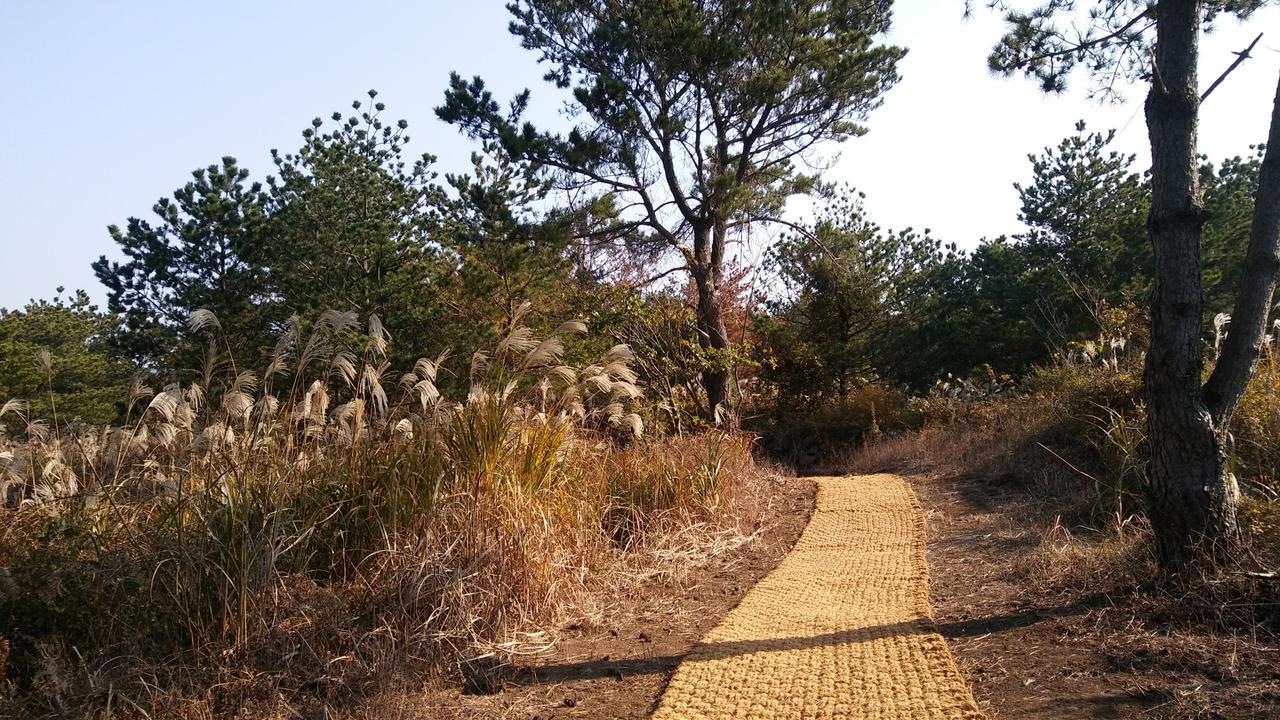 Jeju Youth Hostel Bagian luar foto